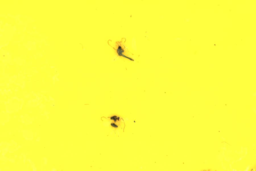 Image 12